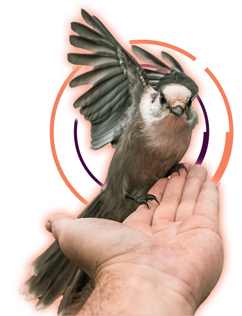 A wild bird alighting on an open hand